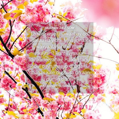 Picture 04 - Matayos 24:2 SOM - Laakiin wuu u jawaabay oo wuxuu ku yidhi, - Bible Verse Picture