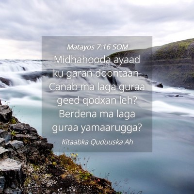 Picture 04 - Matayos 7:16 SOM - Midhahooda ayaad ku garan doontaan. Canab ma laga - Bible Verse Picture