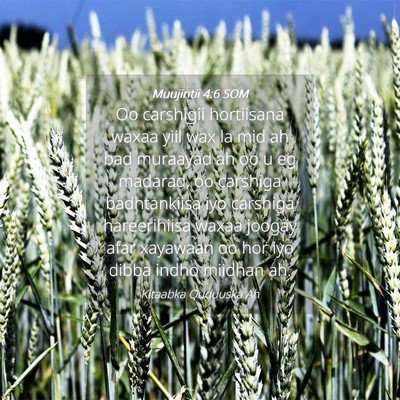 Picture 04 - Muujintii 4:6 SOM - Oo carshigii hortiisana waxaa yiil wax la mid ah - Bible Verse Picture