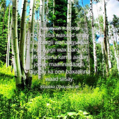 Picture 04 - Nexemyaah 9:20 SOM - Oo weliba waxaad siisay ruuxaagii wanaagsanaa - Bible Verse Picture