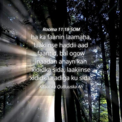 Picture 04 - Rooma 11:18 SOM - ha ka faanin laamaha, laakiinse haddii aad - Bible Verse Picture