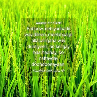 Picture 04 - Rooma 11:3 SOM - Rabbow, nebiyadaadii way dileen, meelahaagii - Bible Verse Picture