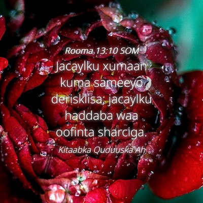 Picture 04 - Rooma 13:10 SOM - Jacaylku xumaan kuma sameeyo deriskiisa; jacaylku - Bible Verse Picture