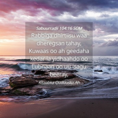 Picture 04 - Sabuurradii 104:16 SOM - Rabbiga dhirtiisu waa dheregsan tahay, Kuwaas oo - Bible Verse Picture