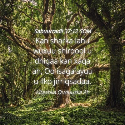 Picture 04 - Sabuurradii 37:12 SOM - Kan sharka lahu wuxuu shirqool u dhigaa kan xaqa - Bible Verse Picture