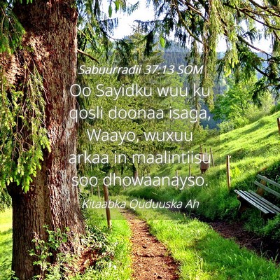 Picture 04 - Sabuurradii 37:13 SOM - Oo Sayidku wuu ku qosli doonaa isaga, Waayo, - Bible Verse Picture