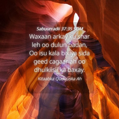Picture 04 - Sabuurradii 37:35 SOM - Waxaan arkay ku shar leh oo dulun badan, Oo isu - Bible Verse Picture