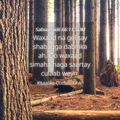 Picture 04 - Sabuurradii 66:11 SOM - Waxaad na gelisay shabagga dabinka ah, Oo waxaad - Bible Verse Picture