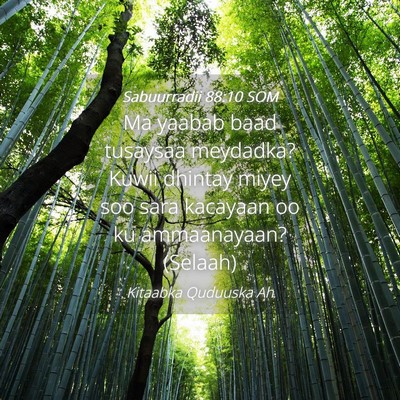 Picture 04 - Sabuurradii 88:10 SOM - Ma yaabab baad tusaysaa meydadka? Kuwii dhintay - Bible Verse Picture