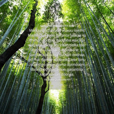 Picture 04 - Samuu'eel Kowaad 27:1 SOM - Markaasaa Daa'uud wuxuu isyidhi, Maalin uun baan - Bible Verse Picture