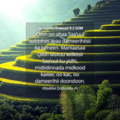 Picture 04 - Samuu'eel Kowaad 9:3 SOM - Qiish oo ahaa Saa'uul aabbihiis ayaa - Bible Verse Picture