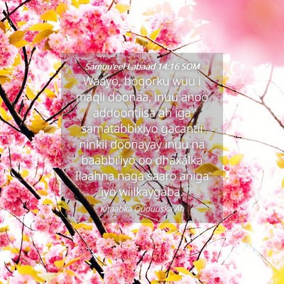 Picture 04 - Samuu'eel Labaad 14:16 SOM - Waayo, boqorku wuu i maqli doonaa, inuu anoo - Bible Verse Picture