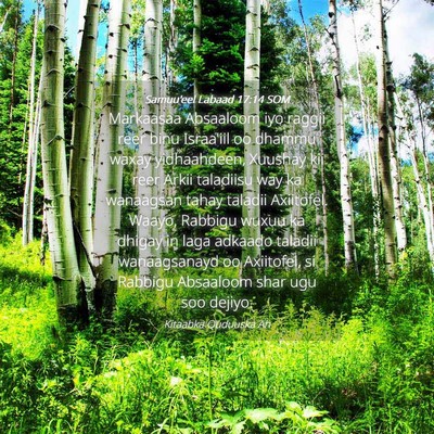 Picture 04 - Samuu'eel Labaad 17:14 SOM - Markaasaa Absaaloom iyo raggii reer binu - Bible Verse Picture