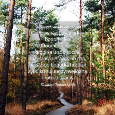 Picture 04 - Samuu'eel Labaad 24:20 SOM - Oo Arawnaah ayaa arkay boqorkii iyo - Bible Verse Picture