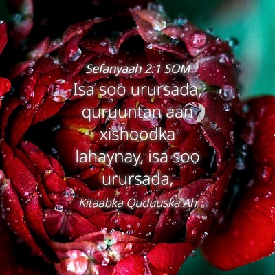 Picture 04 - Sefanyaah 2:1 SOM - Isa soo urursada, quruuntan aan xishoodka - Bible Verse Picture