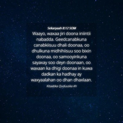 Picture 04 - Sekaryaah 8:12 SOM - Waayo, waxaa jiri doona iniintii nabadda. - Bible Verse Picture