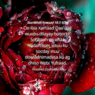 Picture 04 - Taariikhdii Kowaad 18:3 SOM - Oo ilaa Xamaad Daa'uud wuxuu dilayay boqorkii - Bible Verse Picture