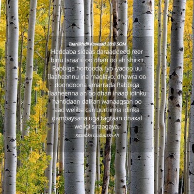 Picture 04 - Taariikhdii Kowaad 28:8 SOM - Haddaba sidaas daraaddeed reer binu Israa'iil oo - Bible Verse Picture