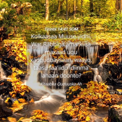 Picture 04 - Tirintii 14:41 SOM - Kolkaasaa Muuse yidhi, War Rabbiga amarkiisa - Bible Verse Picture