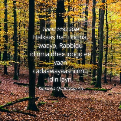 Picture 04 - Tirintii 14:42 SOM - Halkaas ha u kicina, waayo, Rabbigu idinma dhex - Bible Verse Picture