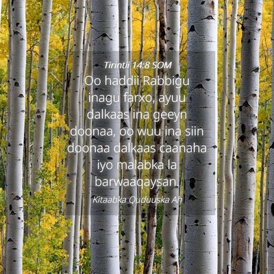 Picture 04 - Tirintii 14:8 SOM - Oo haddii Rabbigu inagu farxo, ayuu dalkaas ina - Bible Verse Picture