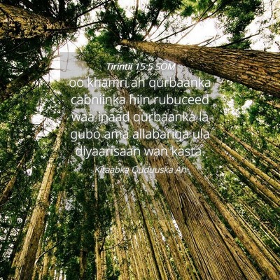 Picture 04 - Tirintii 15:5 SOM - oo khamri ah qurbaanka cabniinka hiin rubuceed - Bible Verse Picture