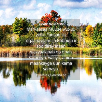 Picture 04 - Tirintii 16:28 SOM - Markaasaa Muuse wuxuu yidhi, Tanaad ku - Bible Verse Picture