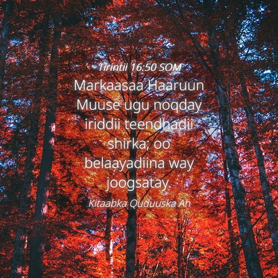 Picture 04 - Tirintii 16:50 SOM - Markaasaa Haaruun Muuse ugu noqday iriddii - Bible Verse Picture