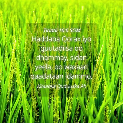 Picture 04 - Tirintii 16:6 SOM - Haddaba Qorax iyo guutadiisa oo dhammay, sidan - Bible Verse Picture