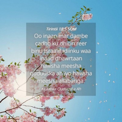 Picture 04 - Tirintii 18:5 SOM - Oo inaan mar dambe cadho ku dhicin reer binu - Bible Verse Picture