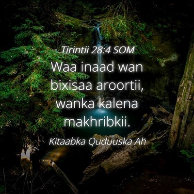Picture 04 - Tirintii 28:4 SOM - Waa inaad wan bixisaa aroortii, wanka kalena - Bible Verse Picture