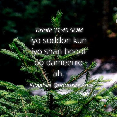 Picture 04 - Tirintii 31:45 SOM - iyo soddon kun iyo shan boqol oo dameerro - Bible Verse Picture
