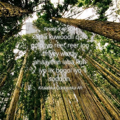 Picture 04 - Tirintii 4:40 SOM - xataa kuwoodii qolo qolo iyo reer reer loo - Bible Verse Picture