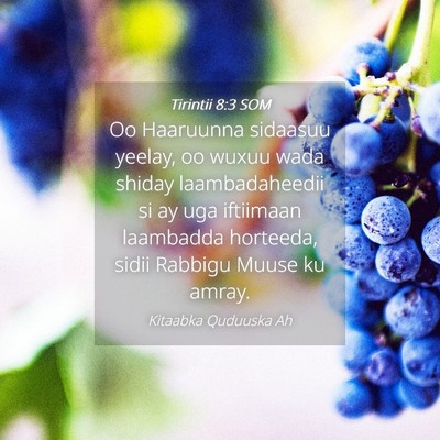 Picture 04 - Tirintii 8:3 SOM - Oo Haaruunna sidaasuu yeelay, oo wuxuu wada - Bible Verse Picture