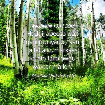 Picture 04 - Wacdiyahii 10:11 SOM - Haddii abeeso wax qaniinto iyadoo aan la - Bible Verse Picture