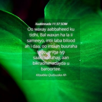 Picture 04 - Xaakinnada 11:37 SOM - Oo waxay aabbaheed ku tidhi, Bal waxan ha la ii - Bible Verse Picture
