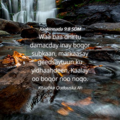 Picture 04 - Xaakinnada 9:8 SOM - Waa baa dhirtu damacday inay boqor subkaan, - Bible Verse Picture