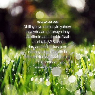 Picture 04 - Yacquub 4:4 SOM - Dhillayo iyo dhillooyin yahow, miyeydnaan - Bible Verse Picture