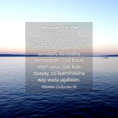 Picture 04 - Yeremyaah 11:16 SOM - Rabbigu wuxuu magacaaga u bixiyey Geed saytuun oo - Bible Verse Picture