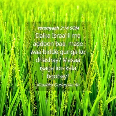 Picture 04 - Yeremyaah 2:14 SOM - Dalka Israa'iil ma addoon baa, mase waa bidde - Bible Verse Picture