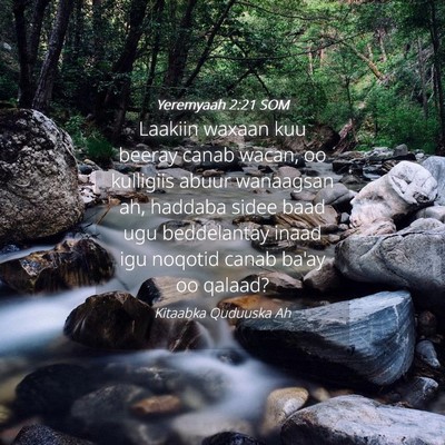 Picture 04 - Yeremyaah 2:21 SOM - Laakiin waxaan kuu beeray canab wacan, oo - Bible Verse Picture