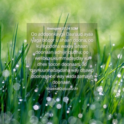 Picture 04 - Yexesqeel 37:24 SOM - Oo addoonkaygii Daa'uud ayaa iyaga boqor u ahaan - Bible Verse Picture