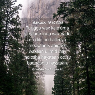 Picture 04 - Yooxanaa 10:10 SOM - Tuuggu wax kale uma yimaado inuu wax xado oo dilo - Bible Verse Picture