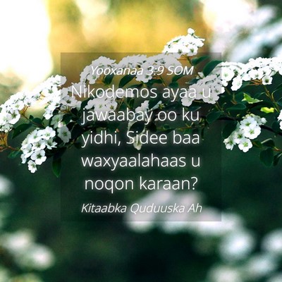 Picture 04 - Yooxanaa 3:9 SOM - Nikodemos ayaa u jawaabay oo ku yidhi, Sidee baa - Bible Verse Picture