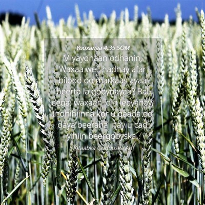 Picture 04 - Yooxanaa 4:35 SOM - Miyaydnaan odhanin, Waxaa weli hadhay afar bilood - Bible Verse Picture