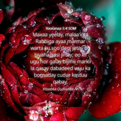 Picture 04 - Yooxanaa 5:4 SOM - Maxaa yeelay, malaa'igta Rabbiga ayaa marmar - Bible Verse Picture