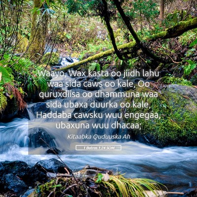 Picture 05 - 1 Butros 1:24 SOM - Waayo, Wax kasta oo jiidh lahu waa sida caws oo - Bible Verse Picture