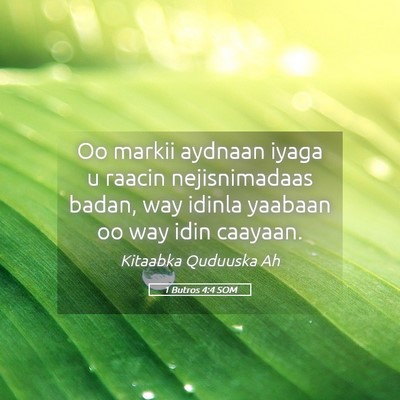 Picture 05 - 1 Butros 4:4 SOM - Oo markii aydnaan iyaga u raacin nejisnimadaas - Bible Verse Picture