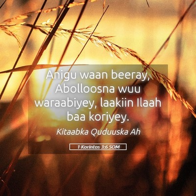 Picture 05 - 1 Korintos 3:6 SOM - Anigu waan beeray, Abolloosna wuu waraabiyey, - Bible Verse Picture