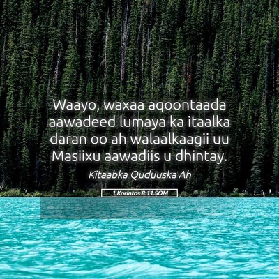 Picture 05 - 1 Korintos 8:11 SOM - Waayo, waxaa aqoontaada aawadeed lumaya ka - Bible Verse Picture